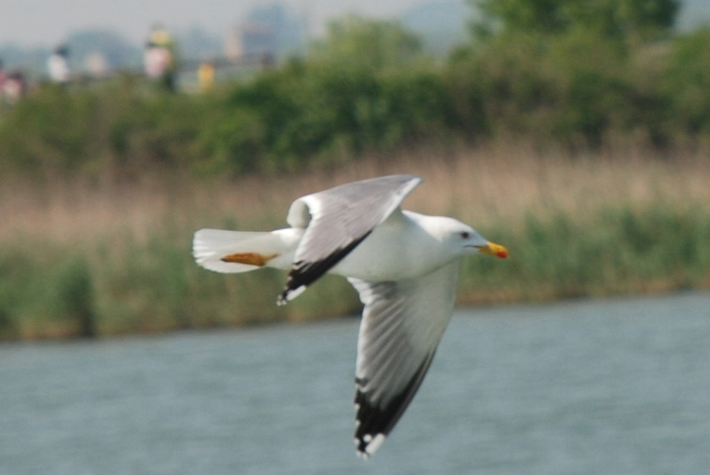 Delta del Po per chi non conosce gli uccelli